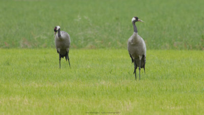 Grus grus / Kraanvogel / Crane