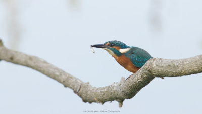 Alcedo atthis / IJsvogel / Kingfisher