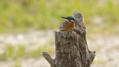 Alcedo atthis / IJsvogel / Kingfisher