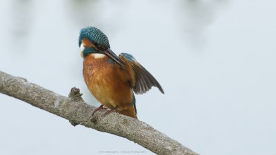 Alcedo atthis / IJsvogel / Kingfisher