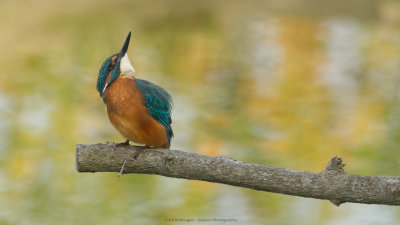 Alcedo atthis / IJsvogel / Kingfisher