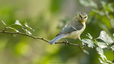 _MG_8881-Pimpelmees.jpg