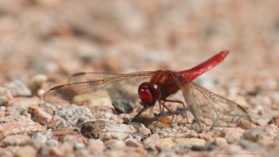 Vuurlibel  / Scarlet Dragonfly