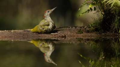 Picus Virdis / Groene Specht / Green Woodpecker