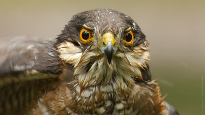 Accipiter nisus / Sperwer / Eurasian Sparrowhawk