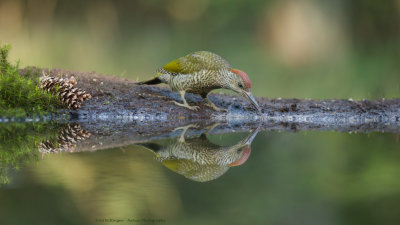 Picus Virdis / Groene Specht / Green Woodpecker