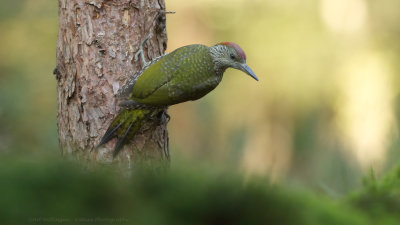 Picus Virdis / Groene Specht / Green Woodpecker