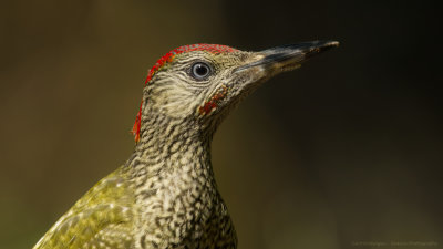 _MG_0725-Groene Specht kop.jpg