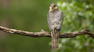 Accipiter nisus / Sperwer / Eurasian Sparrowhawk