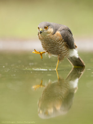 Accipiter nisus / Sperwer / Eurasian Sparrowhawk