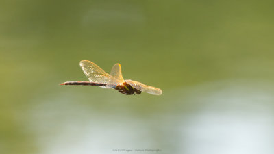 Aeshna grandis / Bruine Glazenmaker / Brown hawker