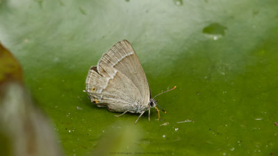 Eikenpage / Purple hairstreak