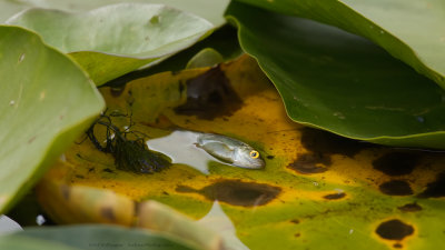 Voorn op waterlelie