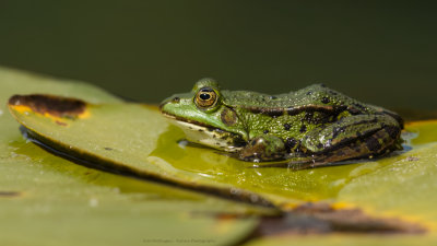 Rana esculenta / Groene Kikker spec. / Edible Frog