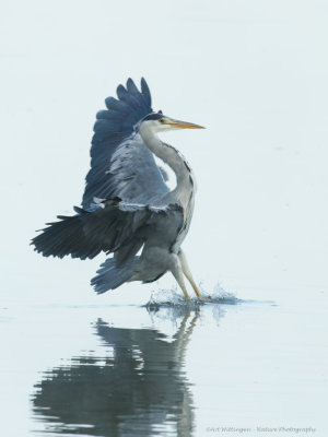 Ardea Cinerea / Blauwe Reiger / Grey Heron