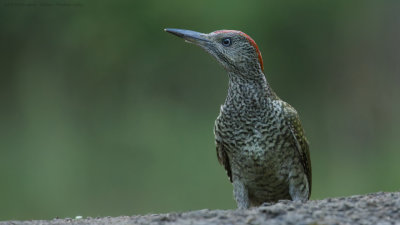 Picus Virdis / Groene Specht / Green Woodpecker