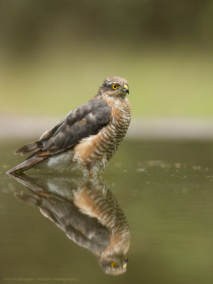 Accipiter nisus / Sperwer / Eurasian Sparrowhawk