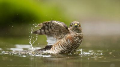 Accipiter nisus / Sperwer / Eurasian Sparrowhawk