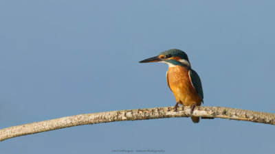 Alcedo atthis / IJsvogel / Kingfisher