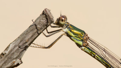 Houtpantserjuffer / Green Emerald Damselfly