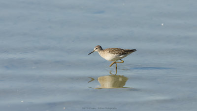 Tringa Glareola / Bosruiter / Wood Sandpiper 