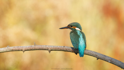 Alcedo atthis / IJsvogel / Kingfisher