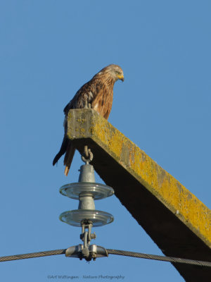 Rode Wouw / Red Kite