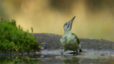 Picus Virdis / Groene Specht / Green Woodpecker