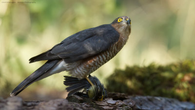 Accipiter nisus / Sperwer / Eurasian Sparrowhawk
