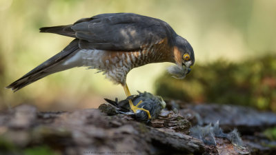 Accipiter nisus / Sperwer / Eurasian Sparrowhawk