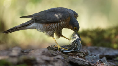 Accipiter nisus / Sperwer / Eurasian Sparrowhawk