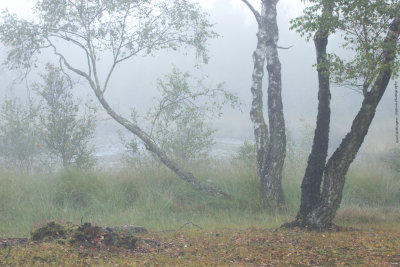 Foggy birches landscape