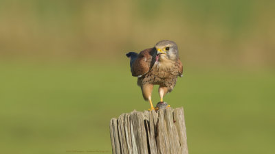 Falco Tinnunculus / Torenvalk / Kestrel