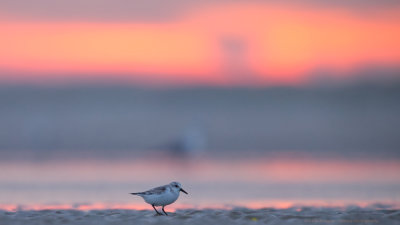 Calidris Alba / Drieteenstrandloper / Sanderling