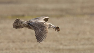 Larus Argentatus / Zilvermeeuw / European Herring Gull
