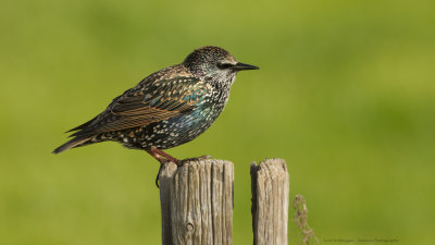 Sturnus vulgaris / Spreeuw / Common Starling