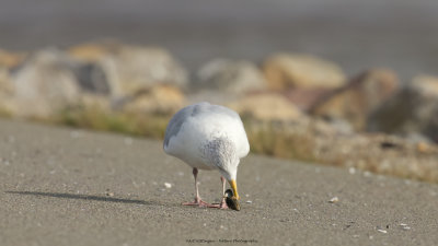 Larus Argentatus / Zilvermeeuw / European Herring Gull