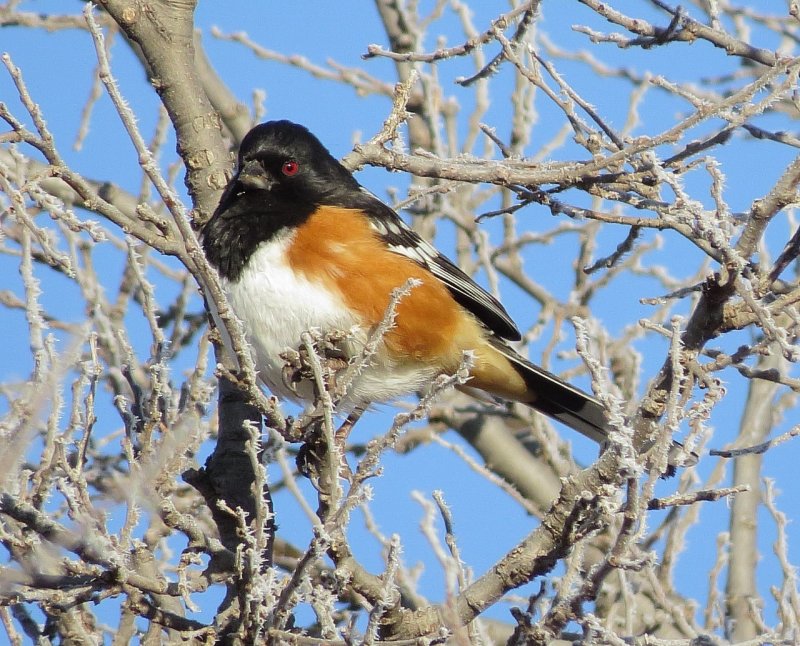 Spotted Towhee