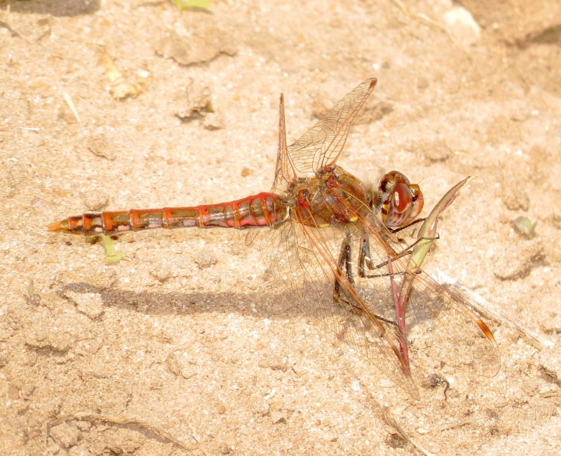 Variegated Meadowhawk