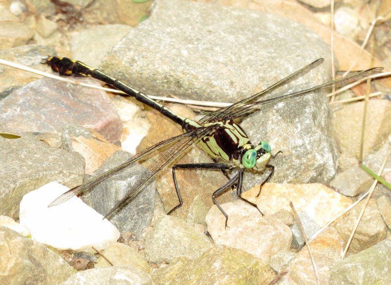 Black-Shouldered Spinyleg