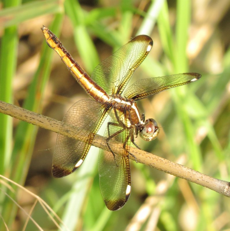 Spangler Skimmer