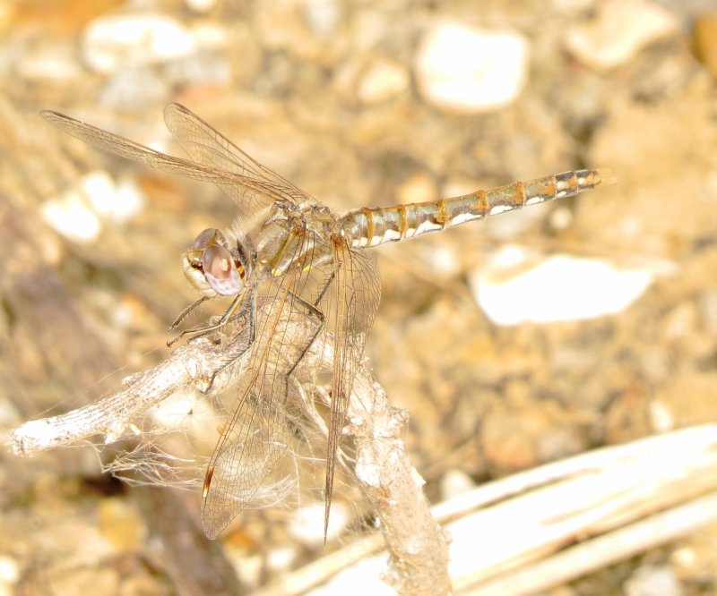 Variegated Meadowhawk