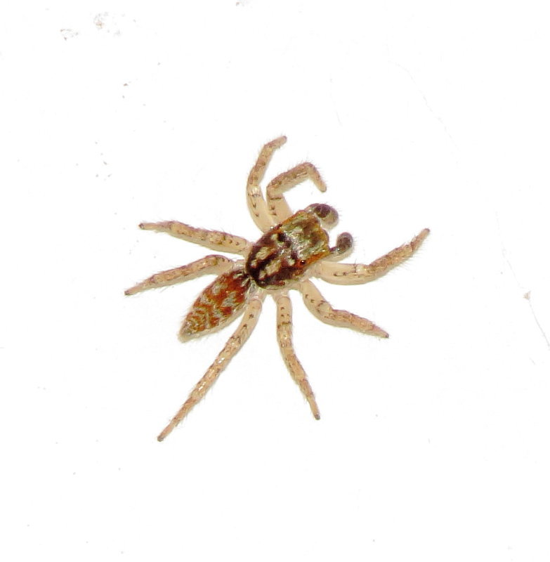 Dimorphic Jumping Spider