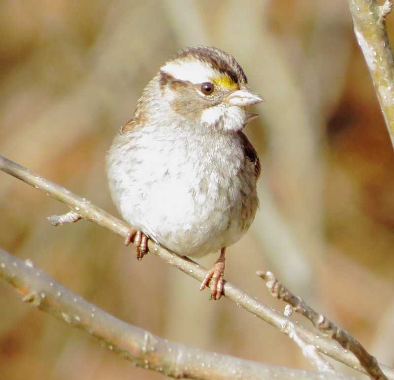 White-Throated Sparrow