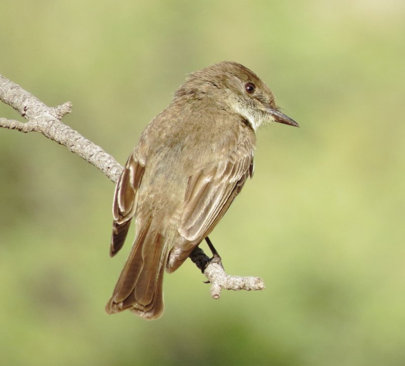 Eastern Phoebe