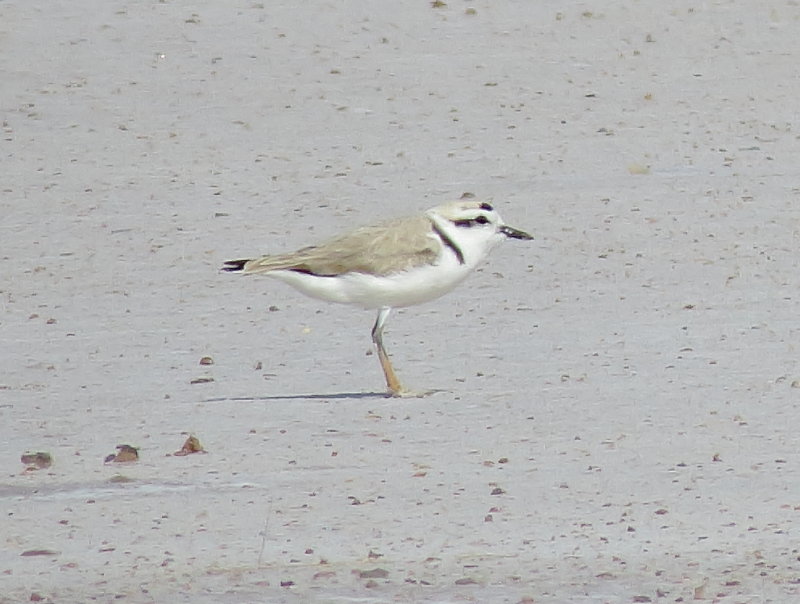 Snowy Plover
