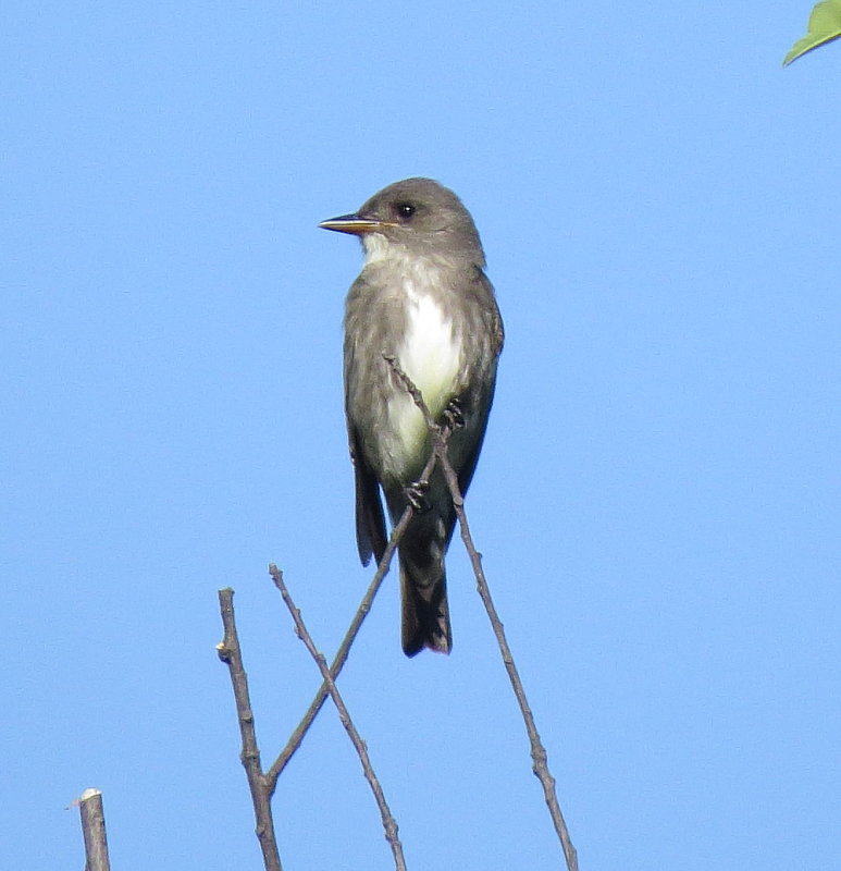 Olive-Sided Flycatcher