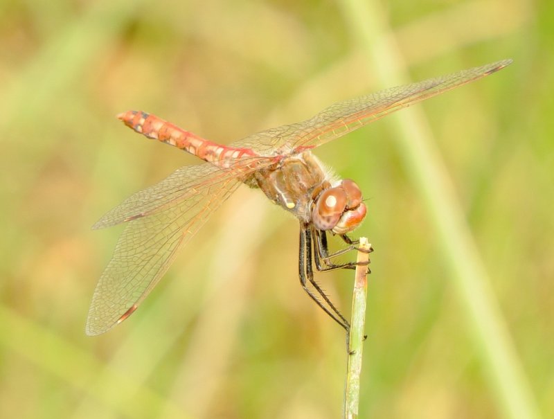 Variegated Meadowhawk