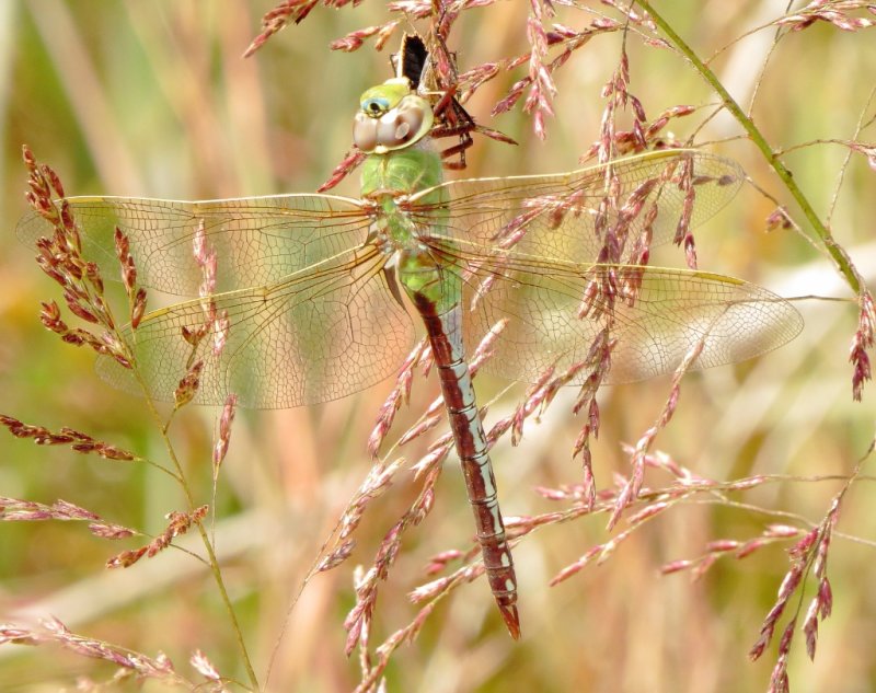 Common Green Darner