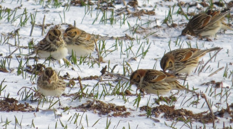 Lapland Longspur
